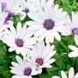 1000+CAPE African DAISY Flower Seeds Wildflower Drought Tolerant Long Blooming