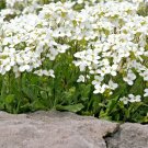 1000+WHITE  ROCKCRESS Flower Seed Perennial Groundcover Borders Baskets Drought
