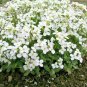 1000+WHITE ROCKCRESS Flower Seed Perennial Groundcover Borders Baskets Drought