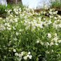 1000+WHITE ROCKCRESS Flower Seed Perennial Groundcover Borders Baskets Drought
