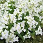 1000+WHITE ROCKCRESS Flower Seed Perennial Groundcover Borders Baskets Drought