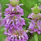 300+LEMON MINT Seeds NATIVE PRAIRIE WILDFLOWER Bee Balm Bergamot Horsemint Bee's