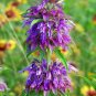 300+LEMON MINT Seeds NATIVE PRAIRIE WILDFLOWER Bee Balm Bergamot Horsemint Bee's