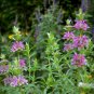 300+LEMON MINT Seeds NATIVE PRAIRIE WILDFLOWER Bee Balm Bergamot Horsemint Bee's