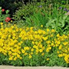300+OREGON SUNSHINE aka WOOLEY SUNFLOWER Flower Seeds Native Wildflower Drought
