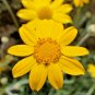 300+OREGON SUNSHINE aka WOOLEY SUNFLOWER Flower Seeds Native Wildflower Drought