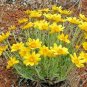 300+OREGON SUNSHINE aka WOOLEY SUNFLOWER Flower Seeds Native Wildflower Drought