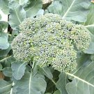 200+DE CICCO BROCCOLI Seeds Non-GMO Organic Spring/Fall Garden/Patio Containers