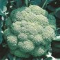 200+DE CICCO BROCCOLI Seeds Non-GMO Organic Spring/Fall Garden/Patio Containers