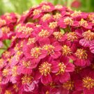 1001+RED YARROW Seeds Milfoil European Wildflower Medicinal Butterflies Bees