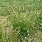 500+PRAIRE JUNE GRASS Seeds American Native Clumping Perennial Ornamental