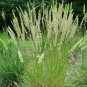 500+PRAIRE JUNE GRASS Seeds American Native Clumping Perennial Ornamental