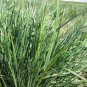 500+PRAIRE JUNE GRASS Seeds American Native Clumping Perennial Ornamental