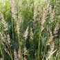 500+PRAIRE JUNE GRASS Seeds American Native Clumping Perennial Ornamental