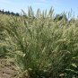 500+PRAIRE JUNE GRASS Seeds American Native Clumping Perennial Ornamental