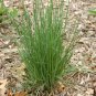 500+PRAIRE JUNE GRASS Seeds American Native Clumping Perennial Ornamental
