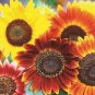 100+AUTUMN BEAUTY SUNFLOWER MIX Seeds Fall Colors Branching Long Bloomer SALE