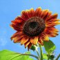 100+AUTUMN BEAUTY SUNFLOWER MIX Seeds Fall Colors Branching Long Bloomer SALE