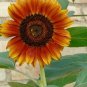 100+AUTUMN BEAUTY SUNFLOWER MIX Seeds Fall Colors Branching Long Bloomer SALE