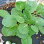 600+VATES COLLARD GREENS Seeds Organic Non-GMO Spring/Fall Garden Heat /Frost