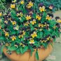600+JOHNNY JUMP UP Seeds Wildflower Spring/Fall Blooms Garden/Patio Containers