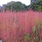 1 OZ=10,000+BIG BLUESTEM Seeds American Native Prairie Grass Clumping Ornamental