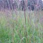 1 OZ=10,000+BIG BLUESTEM Seeds American Native Prairie Grass Clumping Ornamental