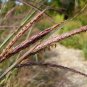 1 OZ=10,000+BIG BLUESTEM Seeds American Native Prairie Grass Clumping Ornamental