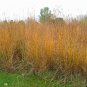 1 OZ=10,000+BIG BLUESTEM Seeds American Native Prairie Grass Clumping Ornamental