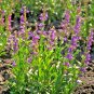 1200+ROCKY MOUNTAIN PENSTEMON Flower Seeds Native Wildflower Hummingbirds Bee's