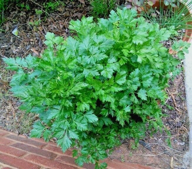 300+ITALIAN FLAT-LEAF PARSLEY Seeds Fresh Herb Garden/Patio Containers Culinary