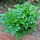 300+ITALIAN FLAT-LEAF PARSLEY Seeds Fresh Herb Garden/Patio Containers Culinary