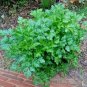 300+ITALIAN FLAT-LEAF PARSLEY Seeds Fresh Herb Garden/Patio Containers Culinary