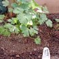 300+ITALIAN FLAT-LEAF PARSLEY Seeds Fresh Herb Garden/Patio Containers Culinary