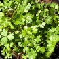 300+ITALIAN FLAT-LEAF PARSLEY Seeds Fresh Herb Garden/Patio Containers Culinary
