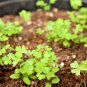 300+ITALIAN FLAT-LEAF PARSLEY Seeds Fresh Herb Garden/Patio Containers Culinary