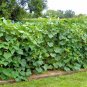 40+JAPANESE LONG PICKLING CUCUMBERS Seeds Mild Crisp Organic Garden/ Seeds USA Seller