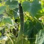 40+JAPANESE LONG PICKLING CUCUMBERS Seeds Mild Crisp Organic Garden/ Seeds USA Seller