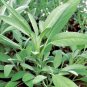 200+BROADLEAF SAGE Seeds Southwest Native Heirloom Herb Purple Flowers Spikes