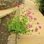 500+CATCHFLY Flower Seeds"None So Pretty" Sticky Stems Catches Flies Wildflower