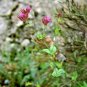 500+CATCHFLY Flower Seeds"None So Pretty" Sticky Stems Catches Flies Wildflower