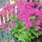 500+CATCHFLY Flower Seeds"None So Pretty" Sticky Stems Catches Flies Wildflower