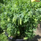 100+SUGAR POD II SNOW PEAS Seeds 30"Bush 4-5"Pods Baskets/Garden/Patio Container