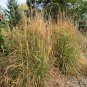 1 OZ=10,000+ INDIAN GRASS Seeds Native Prairie Clumping Ornamental Perennial
