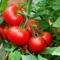 25+PATIO BUSH TOMATO Seeds 5 oz Fruits 24"Plant Garden Hanging Baskets Container