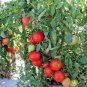 25+PATIO BUSH TOMATO Seeds 5 oz Fruits 24"Plant Garden Hanging Baskets Container