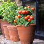 25+PATIO BUSH TOMATO Seeds 5 oz Fruits 24"Plant Garden Hanging Baskets Container