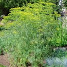 300+MAMMOTH LONG ISLAND DILL Seeds Culinary Medicinal Garden/Patio Containers