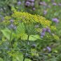 300+MAMMOTH LONG ISLAND DILL Seeds Culinary Medicinal Garden/Patio Containers
