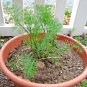 300+MAMMOTH LONG ISLAND DILL Seeds Culinary Medicinal Garden/Patio Containers